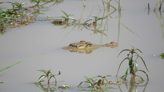Crocodylus niloticus africanus