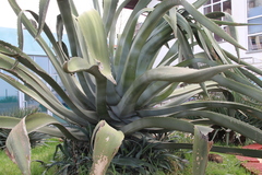Agave americana