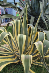 Agave americana