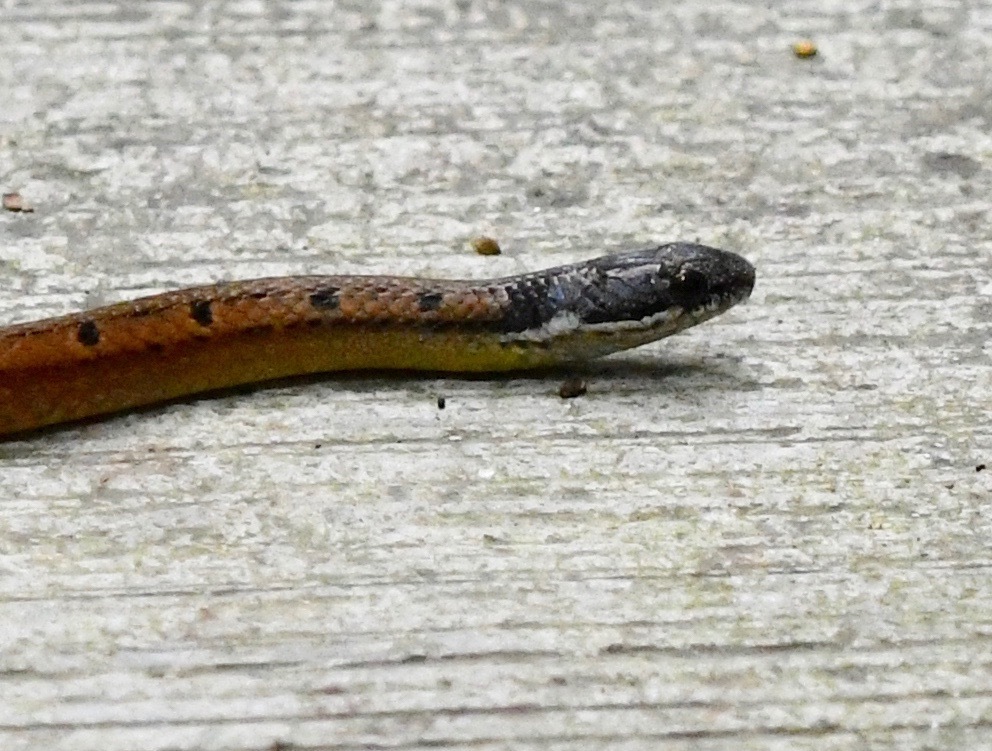 Black-Headed Collared Snake