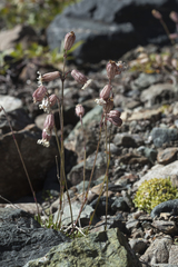 Silene turgida
