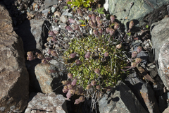 Silene turgida