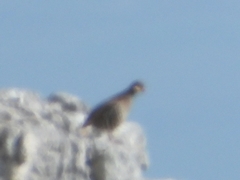 Alectoris graeca whitakeri