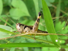 Boopedon flaviventris