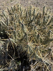 Cylindropuntia tesajo