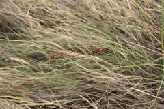 Asparagus officinalis