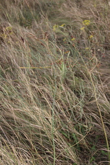 Asparagus officinalis