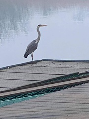 Ardea cinerea