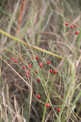 Asparagus officinalis
