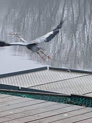 Ardea cinerea