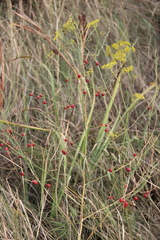 Asparagus officinalis