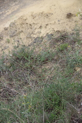 Asparagus officinalis