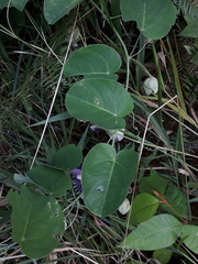 Passiflora seemannii