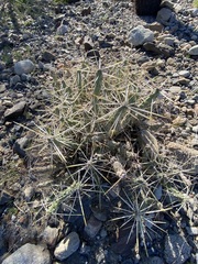 Cylindropuntia tesajo