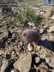 Mammillaria hutchisoniana hutchisoniana