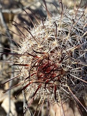Mammillaria hutchisoniana hutchisoniana