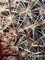 Mammillaria hutchisoniana hutchisoniana