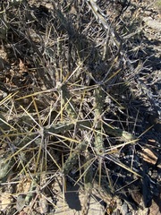 Cylindropuntia tesajo