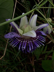 Passiflora seemannii