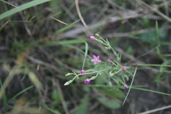 Centaurium pulchellum meyeri