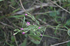 Centaurium pulchellum meyeri