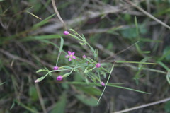 Centaurium pulchellum meyeri