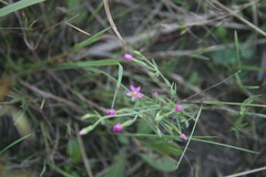 Centaurium pulchellum meyeri