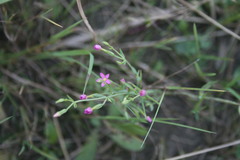 Centaurium pulchellum meyeri