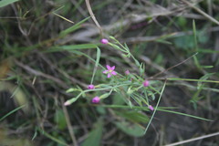Centaurium pulchellum meyeri