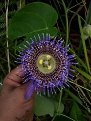 Passiflora seemannii