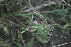 Centaurium pulchellum meyeri