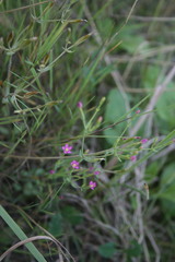 Centaurium pulchellum meyeri