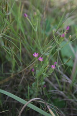 Centaurium pulchellum meyeri