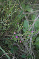Centaurium pulchellum meyeri