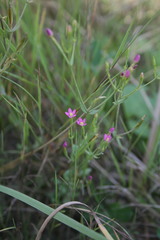 Centaurium pulchellum meyeri