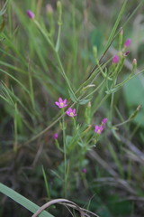 Centaurium pulchellum meyeri