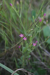 Centaurium pulchellum meyeri