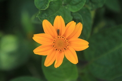Heliopsis annua