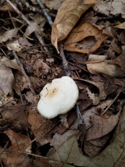 Clitocybe vibecina