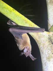 Noctilio albiventris
