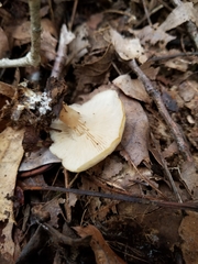 Clitocybe vibecina