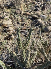 Cylindropuntia tesajo