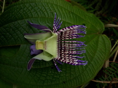 Passiflora seemannii