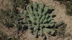 Euphorbia esculenta