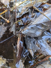 Umbra pygmaea