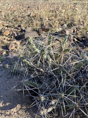 Cylindropuntia tesajo