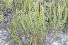 Artemisia salsoloides