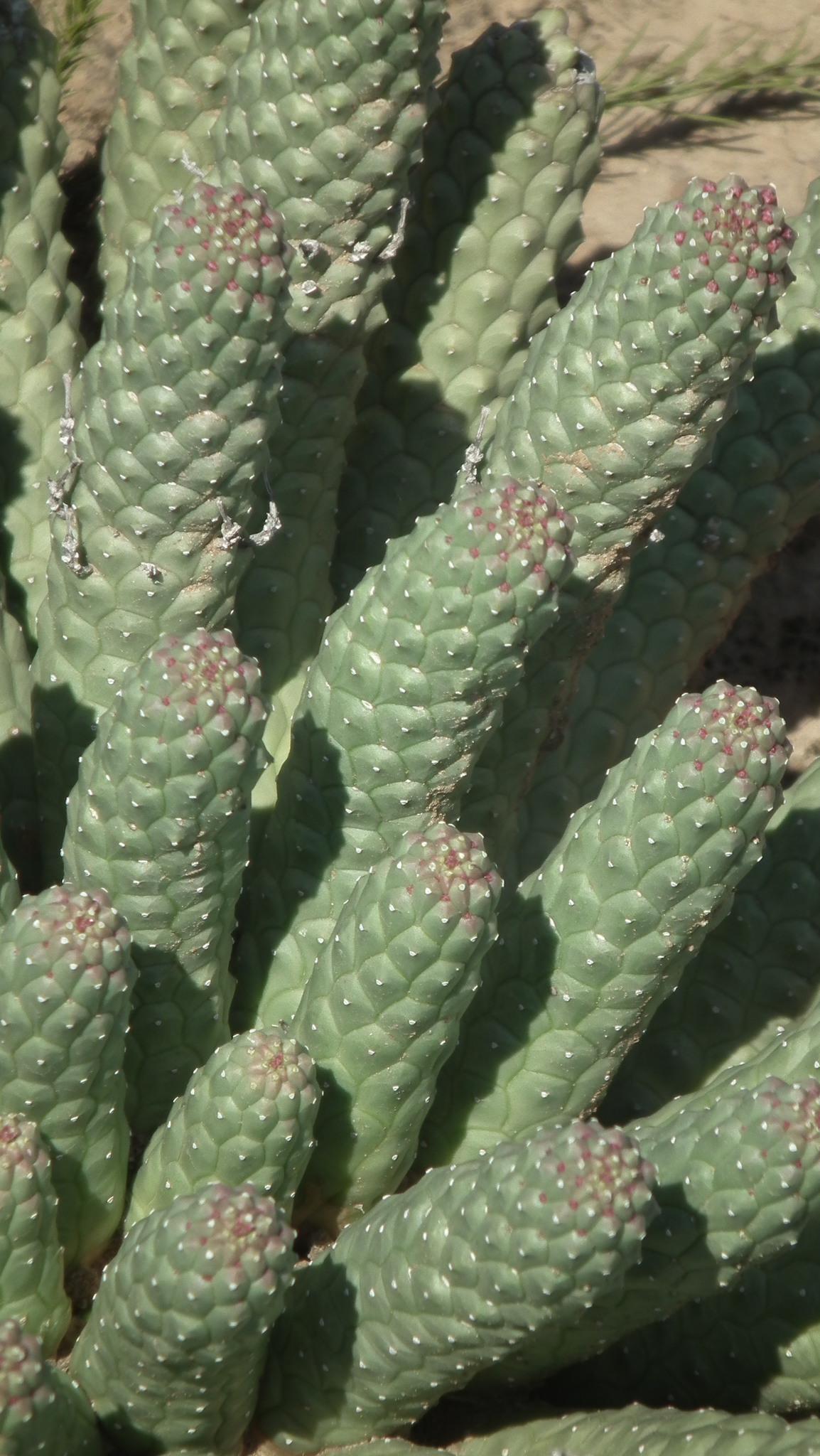 Euphorbia esculenta