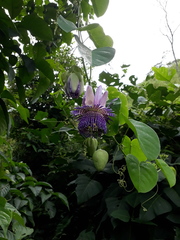 Passiflora seemannii