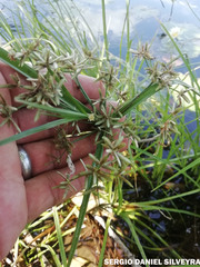 Cyperus flavescens